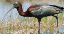 GlossyIbis_218x116