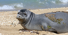 Hawaiian monk seal, Uilani