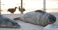 Two rehabilitated juvenile monk seals rest in their shoreline pen at Lisianski Islands.  Seals are held in pens for 1-4 days when returned to the wild to help them acclimate to their environment after a long rehabilitation and transport