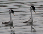 Grebe pair