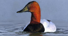 218x116 2013 Junior Duck Stamp - USFWS