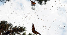 Monarch Butterflies at a Sanctuary in Mexico