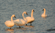 Tundra swans - Michele Whitbeck/USFWS.