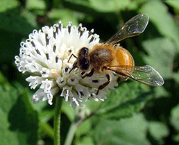 Bee pollinating local vegetable crops