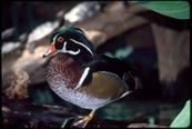 wood duck_pers promo_173X116