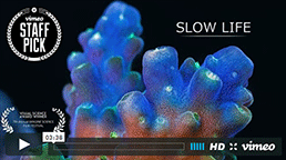 'Slow Life' video from BioQuest Studios- a time-lapse glimpse into the life of corals- winner of the Visual Science Award at the 7th Annual Imagine Science Film Festival.