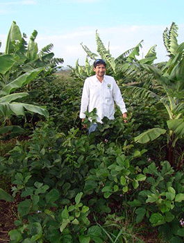 Jose V. Fabre showing Canavalia ensiformis, on his banana plantation in Sabana Grande, Puerto Rico.