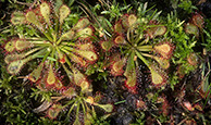 Carnivorous Plants - Sundews