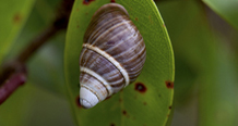 Tree snail rotator