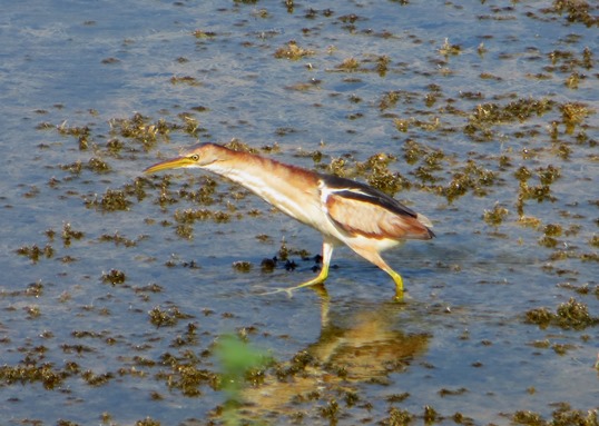 Bittern, Least staff 512