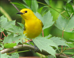 ProthonotaryWarbler