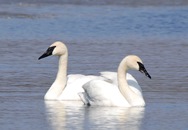 Trumpeter Swan