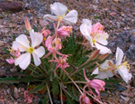 Evening primrose / © Sheryl M. Mayfield