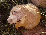 Gunnison's prairie dog looking up / USFWS 