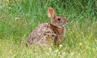 New England cottontail - USFWS.