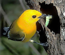 Prothonotary warbler / USFWS