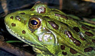 Chiricahua leopard frog / W. Radke, USFWS