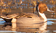 Northern Pintail - Persistent Promo - Ed Bustya - 194x116