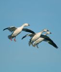 Snow Geese 127 x 148