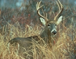 White-tailed deer 150 x 116