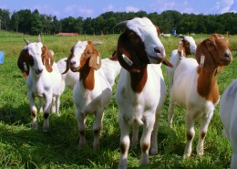 Goats gathered in a well maintained, healthy pasture