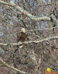 Eagle in Tree Simpson small