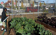 watering the beds [Northern California (under Organizing)]