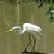 Egret fishing