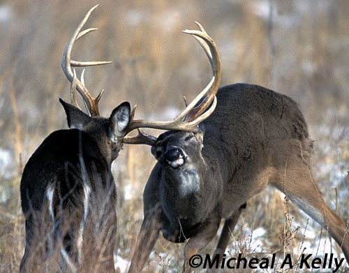 Rutting Bucks