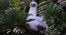 Red-footed booby rotator