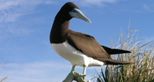 Brown booby rotator