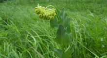 Meads Milkweed 220x120