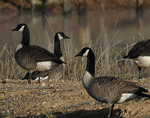 Canadageese-hendricksonX150