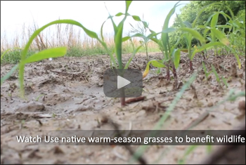 NRCS Weekly Video