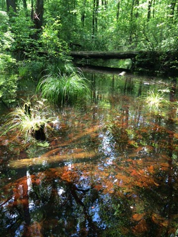 Great Swamp National Wildlife Refuge