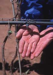 Drip irrigation on a farm.