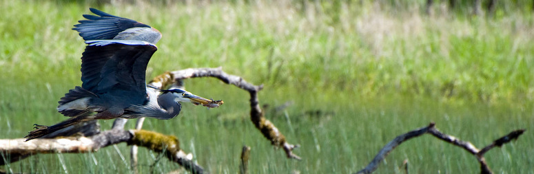 Great Blue Heron courtesy of George Gentry