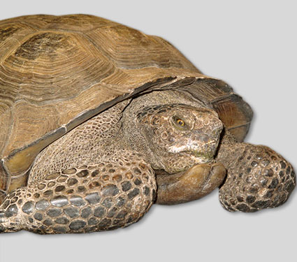 Desert tortoise. Credit: USFWS.