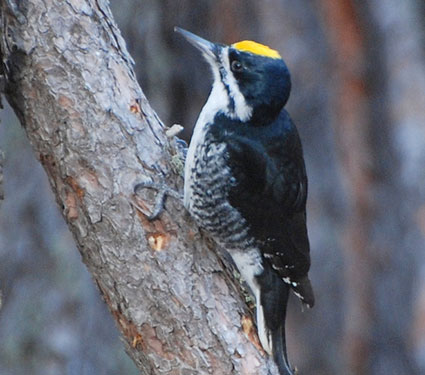 Black-backed woodpecker Credit: Mike Laycock, National Park Service