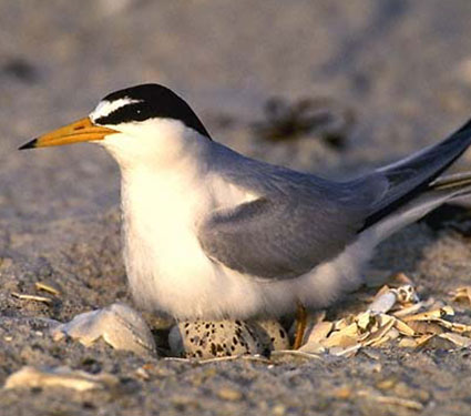 Interior least tern. Credit: USFWS.