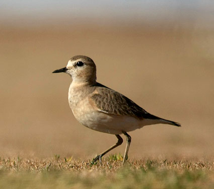 Mountain Plover by Seabamirum, on Flickr.