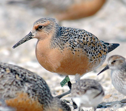 Credit: Mispillion Harbor, Delaware. Credit: Gregory Breese/USFWS.