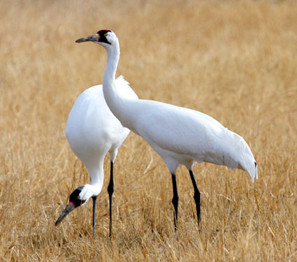 Whooping Cranes at Quivira National Wildilfe Refuge. Credit: D. Severson / USFWS.