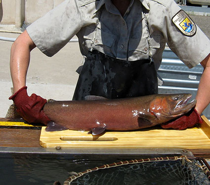 Arkasas River shiner. Credit: © Chad Thomas, Texas State University.