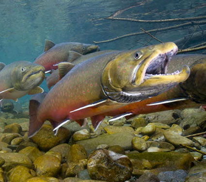 Bull trout. Credit: Joel Sartore/ National Geographic & Wade Fredenberg/ USFWS.