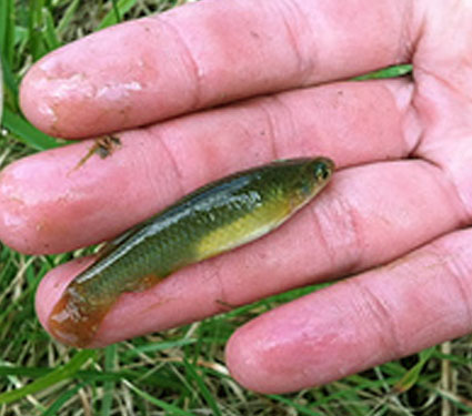 Plains topminnow. Credit: USFWS.