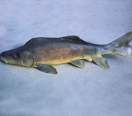 Topeka shiner. Credit: USFWS.