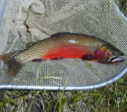 Rio Grande cutthroat trout. Credit: USFWS.