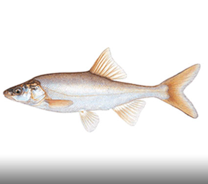 Virgin River chub. Credit: Illustration Joseph R. Tomelleri.