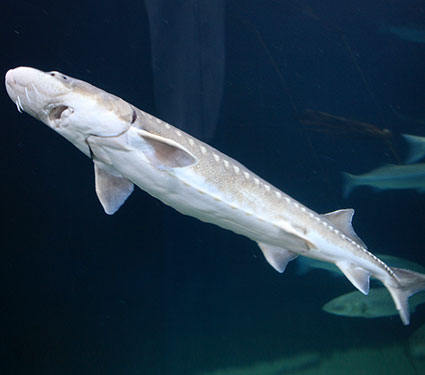 White sturgeon.